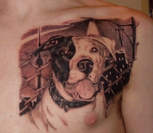 Black and white dog in cage on chest