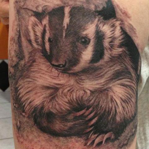 Cute badger in gray