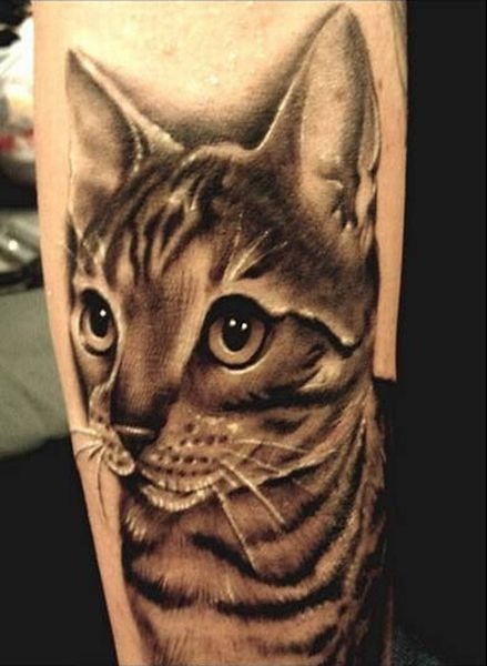 Cute cat in gray on leg