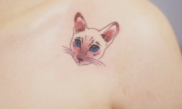 Cute cat on the arm