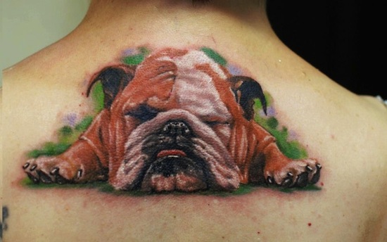 Cute colored bulldog sleeps on back