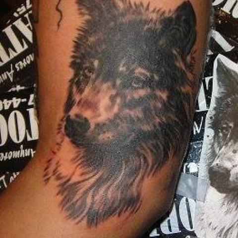 Cute dogs head in gray on arm