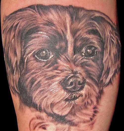 Cute little dog in gray on arm