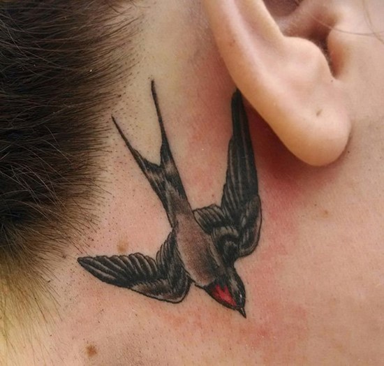 Nice looking small swallow behind the ear