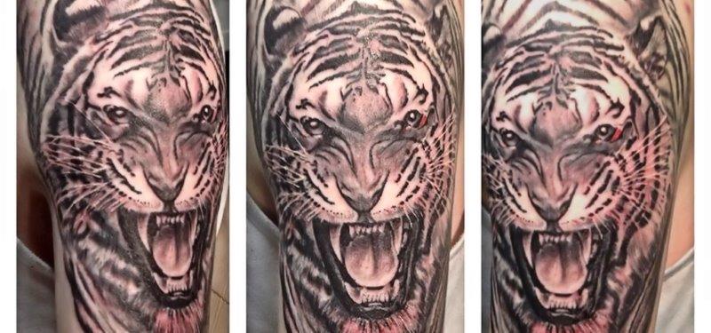 Realistic big tigers head in gray on shoulder