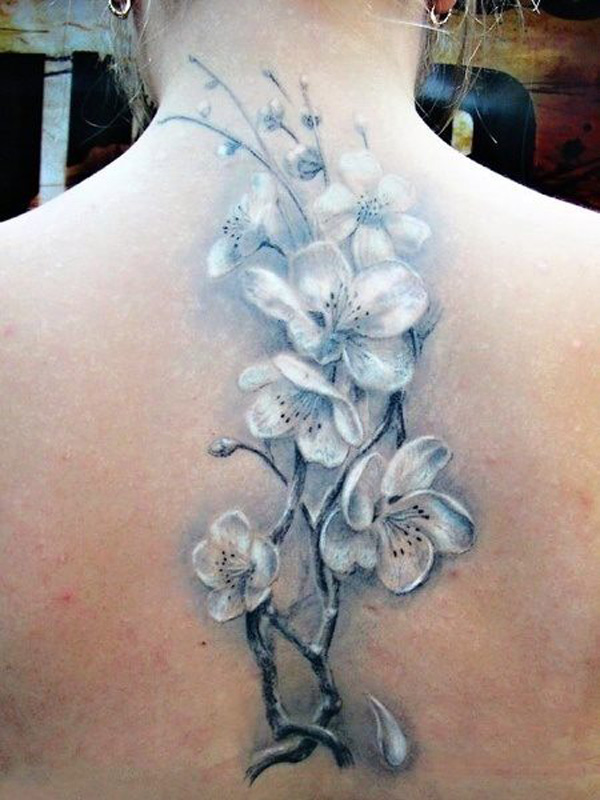 White phalaenopsis on back bone